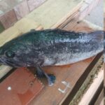 peste misterios prins la malul marii negre specia ar putea proveni din coreea 6971ee74e0fca