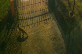 video trei vulpi au fost surprinse de camere in centrul bucurestiului explicatiile specialistilor 6963323daec77