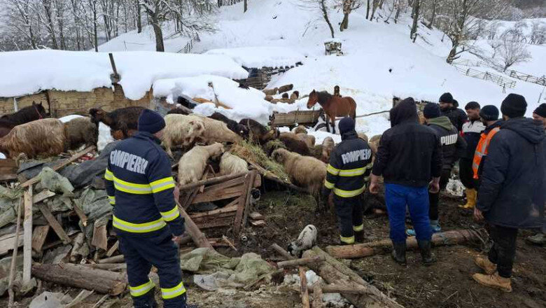 alerta in buzau saivan prabusit sub zapada la calvini peste 220 de animale salvate la limita 6998bec073b8a