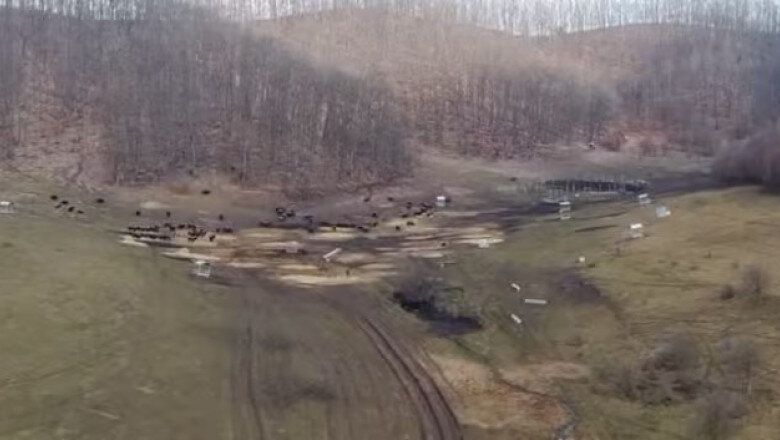 anuntul prefecturii cluj despre sutele de bizoni si cerbi morti de la exploatatia recea cristur sunt si animale vii neingrijite 6999e4dfbe775