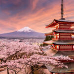 festivalul ciresilor infloriti din japonia anulat din cauza comportamentului turistilor care sunt problemele mentionate de autoritati 699078b7c55fc