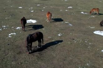 gerul a facut ravagii in delta dunarii zeci de cai salbatici au murit altii sunt grav bolnavi 6986f57dcef15