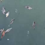 imagini de cosmar la curtea de arges zeci de pesti morti plutesc pe lacul de langa fantana lui manole foto 69902edfc4a70