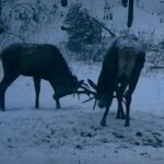 imagini inedite intr o padure administrata de ocolul silvic malini doi cerbi tineri filmati cand isi testeaza forta coarnelor video 698247dbc6093