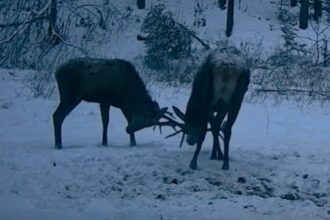 imagini inedite intr o padure administrata de ocolul silvic malini doi cerbi tineri filmati cand isi testeaza forta coarnelor video 698247dbc6093