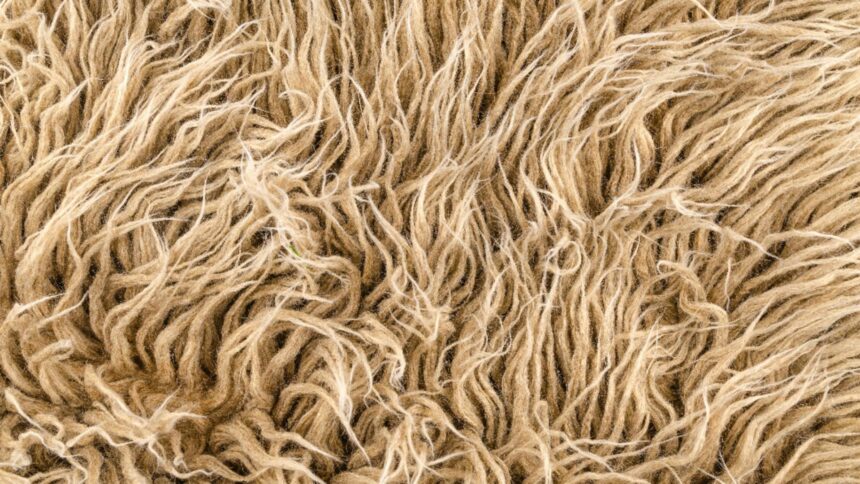 pericolul invizibil din mocheta boli pe care le poti dezvolta semnal de alarma tras de specialisti 699eb2c7172ce