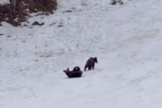 video intalnire neasteptata la poiana brasov trei pui de urs filmati de turisti in timp ce se joaca nestingheriti pe partie 698603806237c
