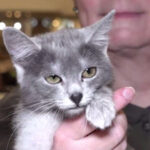 video pisica transilvana prima rasa romaneasca recunoscuta si omologata international 699b0b062a90b