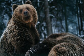 ziua ursului in traditia populara pe 2 februarie ziua cand ursul iese din barlog pentru a prevesti vremea ce spune superstitia legat de aceasta zi 69804d7cce1d9