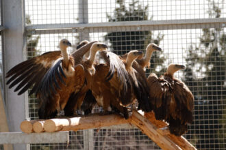 foto vulturii suri revin in romania dupa mai bine de 70 de ani primele 25 de exemplare au ajuns in masivul fagaras 69afa5d51051d