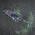 struggling humpback whale stranded for third time on german coast 69c9f7c4c84b1