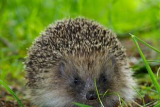 ultrasound repellers could keep hedgehogs off roads scientists hope 69b12e2bf0e3f