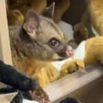 video un oposum s a deghizat in jucarie de plus intr un magazin dintr un aeroport si a starnit amuzamentul pasagerilor 69cb4733579f4