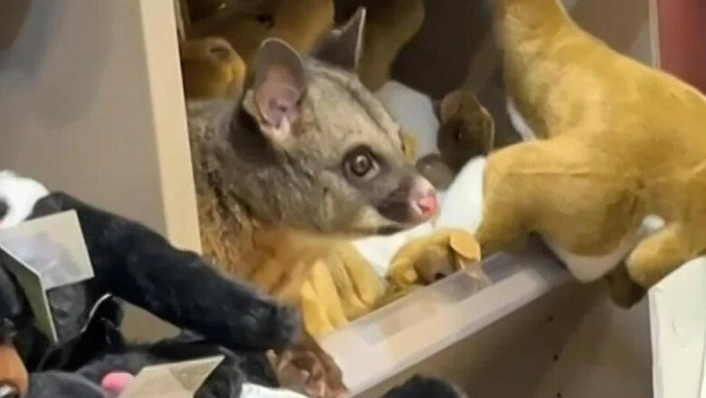 video un oposum s a deghizat in jucarie de plus intr un magazin dintr un aeroport si a starnit amuzamentul pasagerilor 69cb4733579f4