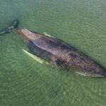 whale stranded off germany swims to freedom after days of efforts to save it 69c6ca6a4c73d