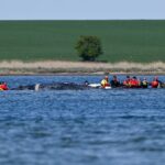 barge rescue attempt for timmy the whale in germany gets go ahead 69f08ea614a12