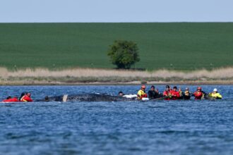 barge rescue attempt for timmy the whale in germany gets go ahead 69f08ea614a12