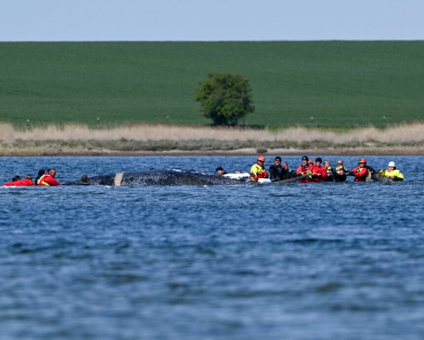barge rescue attempt for timmy the whale in germany gets go ahead 69f08ea614a12