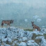 eighteen wolves found dead in italian national park in suspected poisoning 69ea214abbf2e