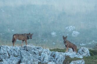 eighteen wolves found dead in italian national park in suspected poisoning 69ea214abbf2e