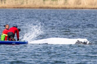 final steps taken before audacious plan to tow whale stranded in germany to north sea 69ee9b622704a