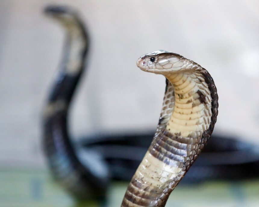 german tourist dies after being bitten at snake show on family holiday in egypt 69efb366bc985