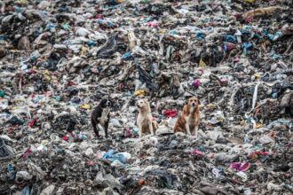 germany was largest exporter of plastic waste in 2025 sending 810000 tonnes overseas analysis finds 69f36ea803682