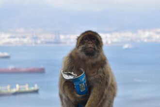 gibraltars monkeys eat mud to avoid upset stomachs from tourist junk food 69e8908411313