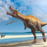 german museum to return rare irritator dinosaur skull to brazil 69f5cd8fa5492