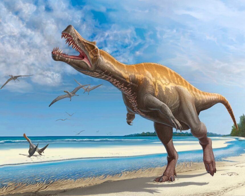 german museum to return rare irritator dinosaur skull to brazil 69f5cd8fa5492
