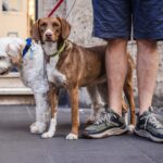 italian city orders dog owners to wash away urine or face e500 fine 69f4b57815a85