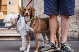 italian city orders dog owners to wash away urine or face e500 fine 69f4b57815a85