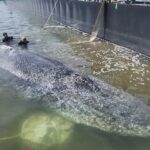 rescuers release humpback whale after it was stranded in shallow waters near baltic coast 69f5e3ce5a782