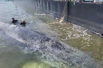 rescuers release humpback whale after it was stranded in shallow waters near baltic coast 69f5e3ce5a782
