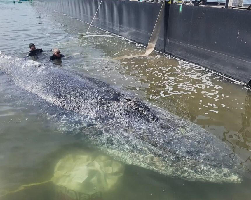 rescuers release humpback whale after it was stranded in shallow waters near baltic coast 69f5e3ce5a782
